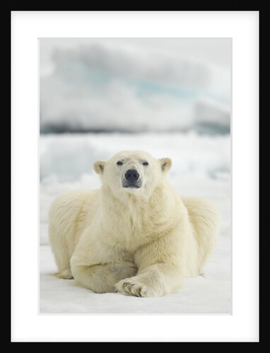 Polar Bear, Svalbard, Norway by Anonymous