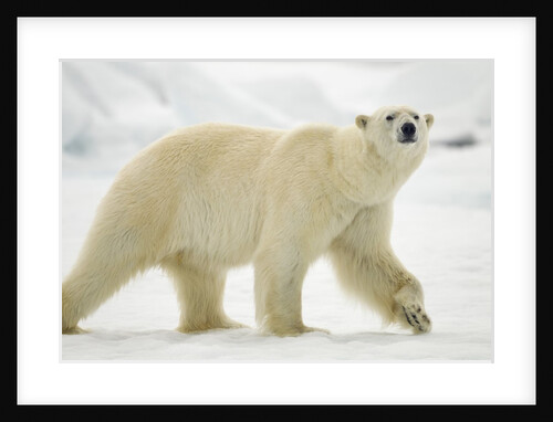 Polar Bear, Svalbard, Norway by Anonymous