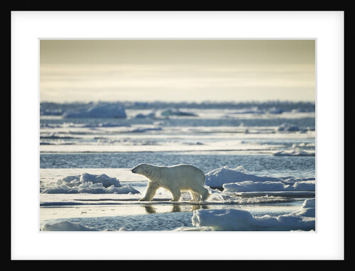 Polar Bear, Svalbard, Norway by Anonymous