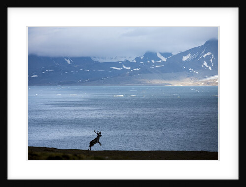 Reindeer, Svalbard, Norway by Anonymous