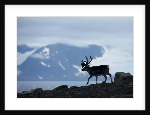 Reindeer, Svalbard, Norway by Anonymous