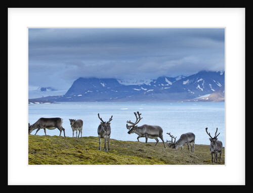 Reindeer, Svalbard, Norway by Anonymous