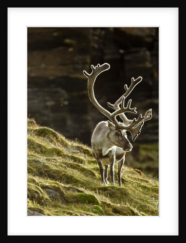 Reindeer, Svalbard, Norway by Anonymous
