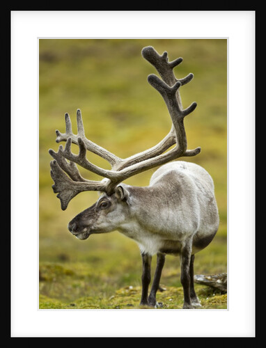 Reindeer, Svalbard, Norway by Anonymous