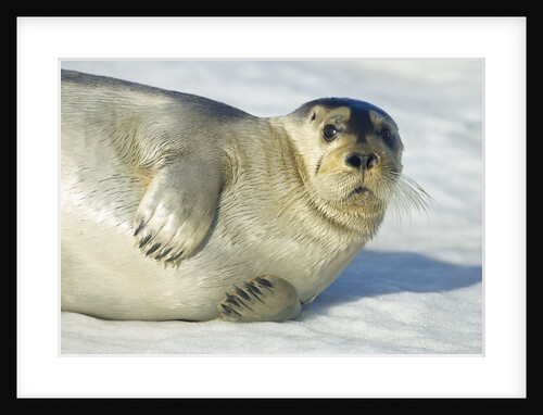 Bearded Seal, Svalbard, Norway by Anonymous