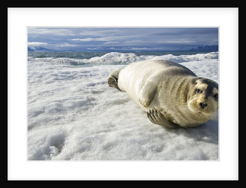 Bearded Seal, Svalbard, Norway by Anonymous