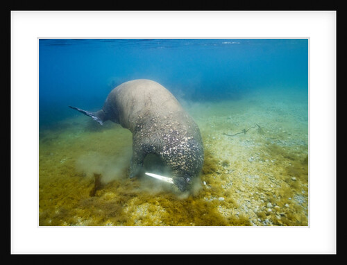 Walrus, Svalbard, Norway by Anonymous