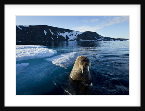 Walrus, Svalbard, Norway by Anonymous