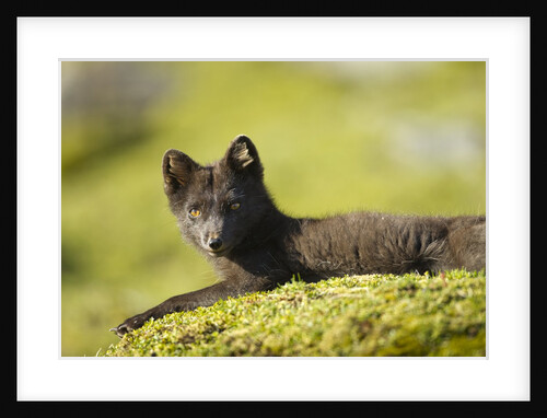 Arctic Fox, Svalbard, Norway by Anonymous