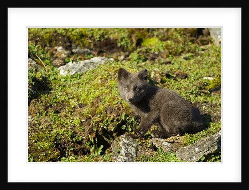 Arctic Fox, Svalbard, Norway by Anonymous
