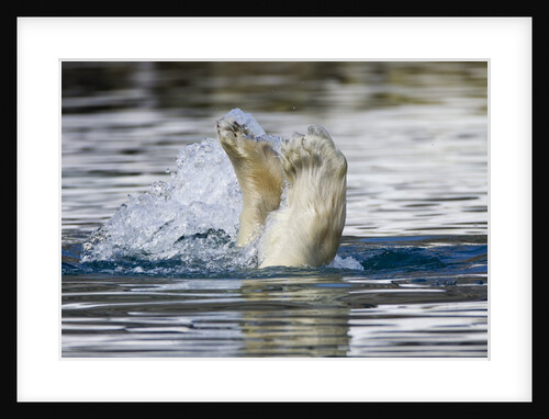 Polar Bear, Svalbard, Norway by Anonymous