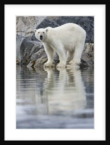 Polar Bear, Svalbard, Norway by Anonymous