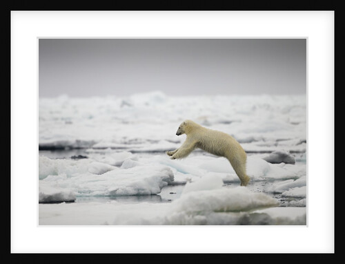 Polar Bear, Svalbard, Norway by Anonymous