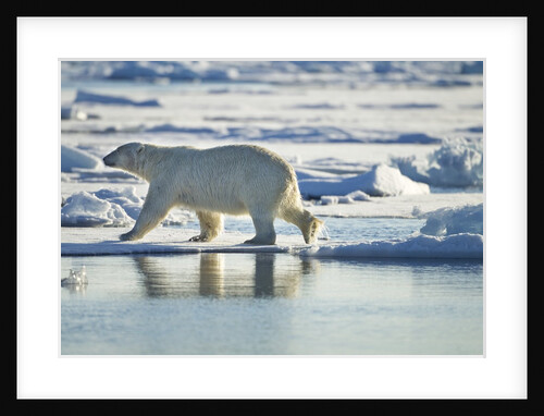 Polar Bear, Svalbard, Norway by Anonymous