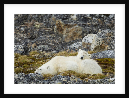 Polar Bear, Svalbard, Norway by Anonymous