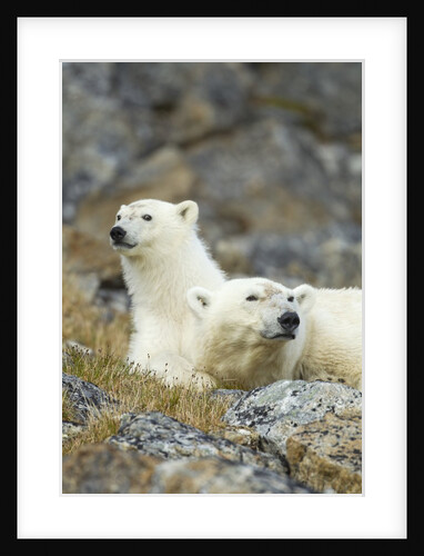Polar Bear, Svalbard, Norway by Anonymous