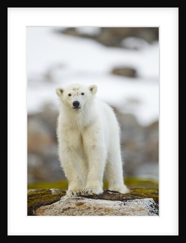 Polar Bear, Svalbard, Norway by Anonymous