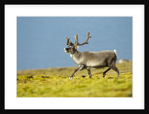 Reindeer, Svalbard, Norway by Anonymous