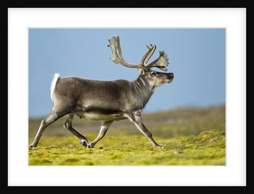 Reindeer, Svalbard, Norway by Anonymous