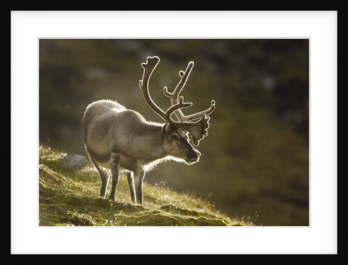 Reindeer, Svalbard, Norway by Anonymous