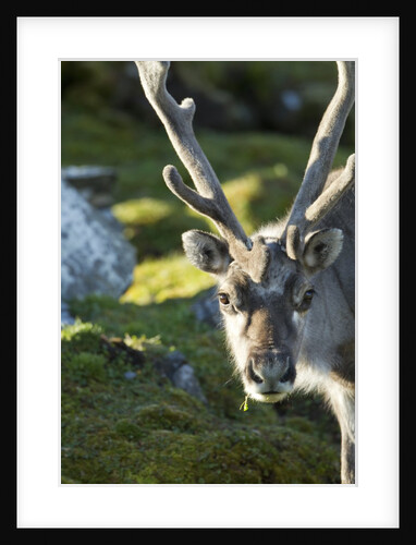 Reindeer, Svalbard, Norway by Anonymous