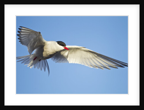 Arctic Tern, Svalbard, Norway by Anonymous