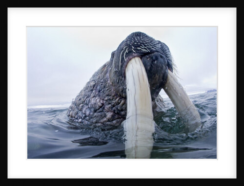 Walrus, Svalbard, Norway by Anonymous