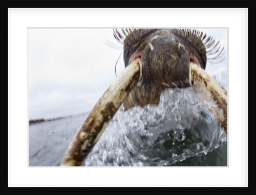 Walrus, Svalbard, Norway by Anonymous