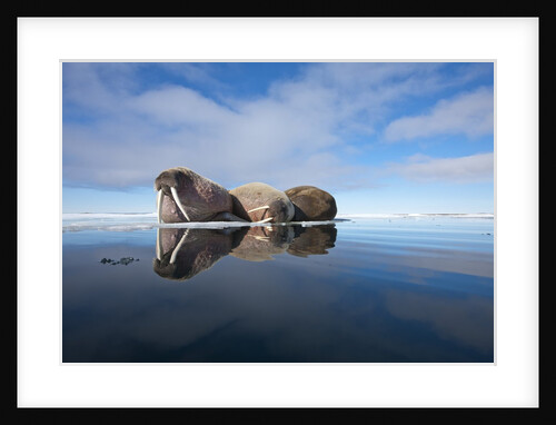 Walrus, Svalbard, Norway by Anonymous
