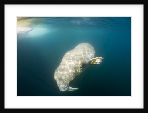 Walrus, Svalbard, Norway by Anonymous