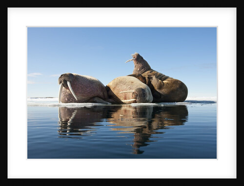 Walrus, Svalbard, Norway by Anonymous