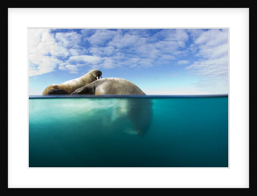 Walrus, Svalbard, Norway by Anonymous