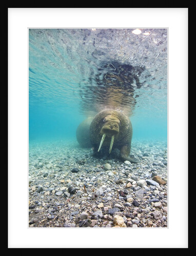 Underwater Walrus, Svalbard, Norway by Anonymous