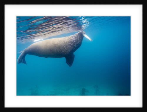 Walrus, Svalbard, Norway by Anonymous