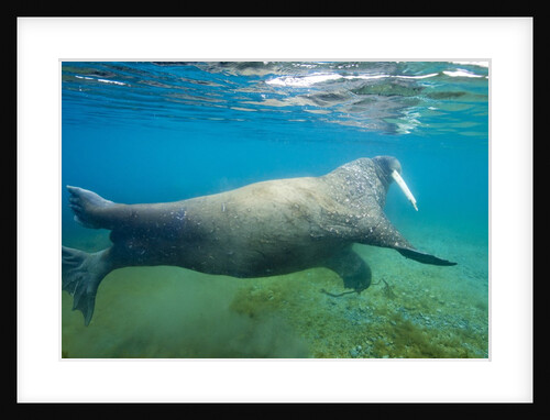 Walrus, Svalbard, Norway by Anonymous