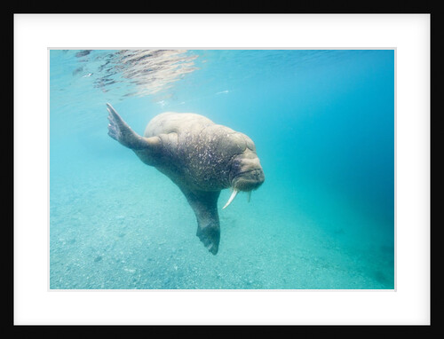 Walrus, Svalbard, Norway by Anonymous