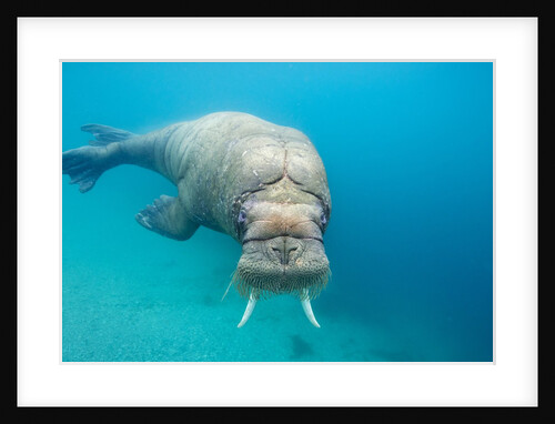 Walrus, Svalbard, Norway by Anonymous