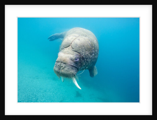 Walrus, Svalbard, Norway by Anonymous