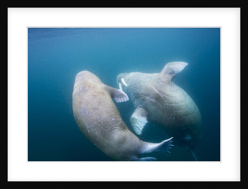 Walrus, Svalbard, Norway by Anonymous