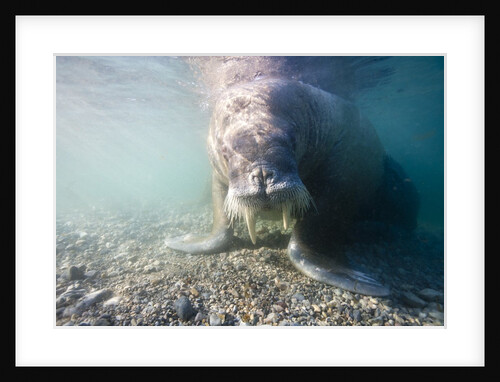 Walrus, Svalbard, Norway by Anonymous
