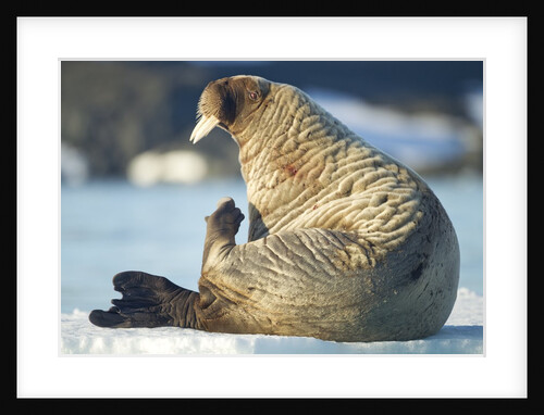Walrus, Svalbard, Norway by Anonymous