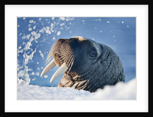 Walrus, Svalbard, Norway by Anonymous