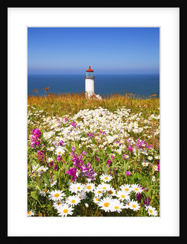 wildflwers at North Head Lighthouse, Washington State, Pacific Ocean, Pacific Northwest. by Anonymous