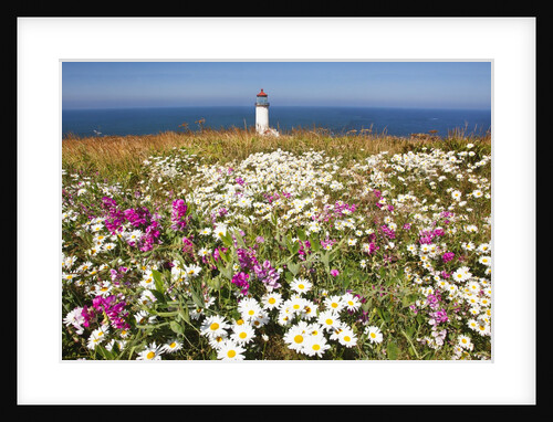 wildflwers at North Head Lighthouse, Washington State, Pacific Ocean, Pacific Northwest. by Anonymous