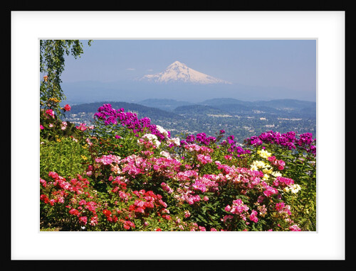 rose garden adds beauty to Mt.Hood from Pittock Mansion. Portland Oregon. Pacific Northwest. by Anonymous