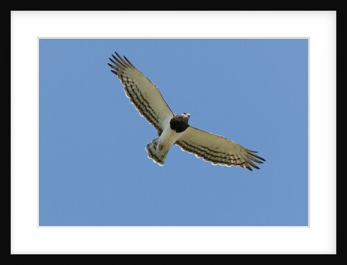 Black Chested Snake Eagle (Circaetus pectoralis) in blue sky by Anonymous