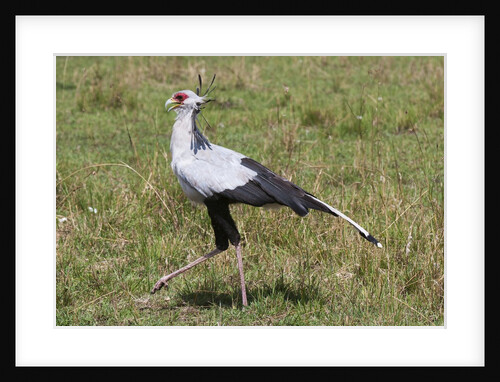Secretary Bird (Sagittarius serpentarius) by Anonymous