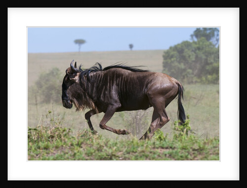 Wildebeest (Connochaetes taurinus) by Anonymous