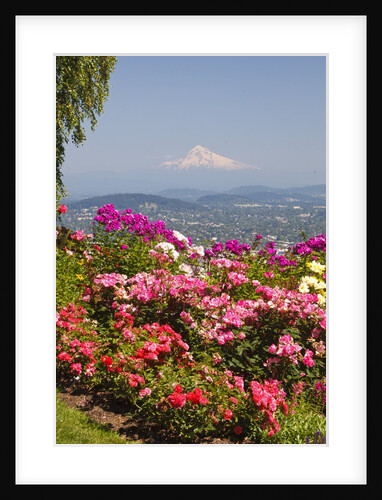 rose garden adds beauty to Mt.Hood from Pittock Mansion. Portland Oregon. Pacific Northwest. by Anonymous