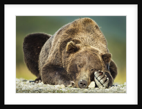 Brown Bear, Katmai National Park, Alaska by Anonymous